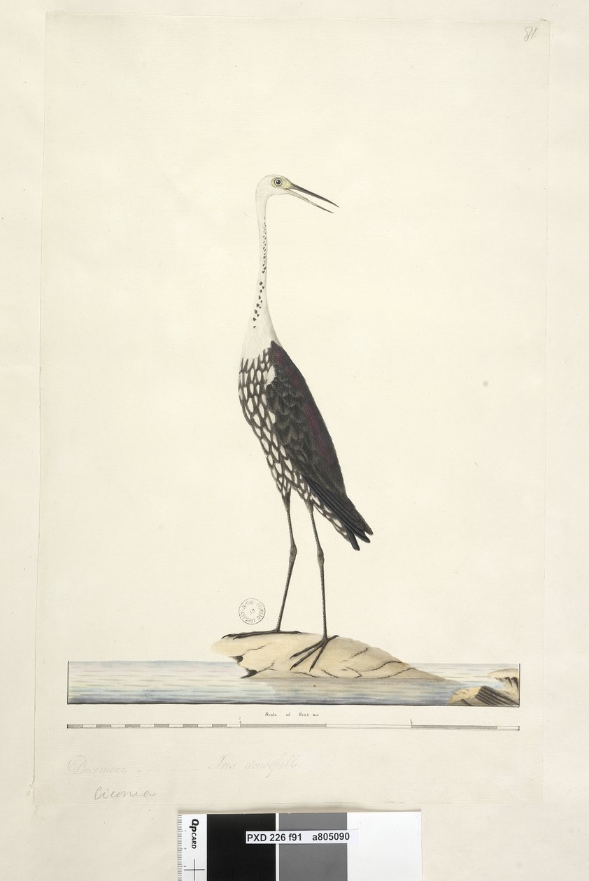 Side 91. Ciconia. ovenstående titel i anden hånd december, iris tvivlsom Hvid, halshejre Ardea pacifica Notophoyx pacifica, 1791-92 af Unknown artist