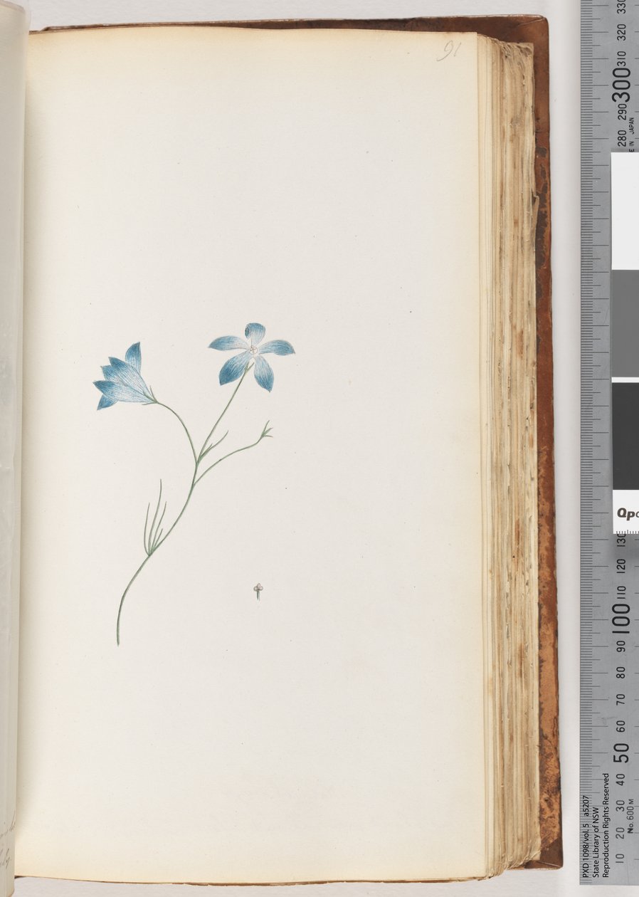Side 91. Uidentificeret plante af Unknown artist
