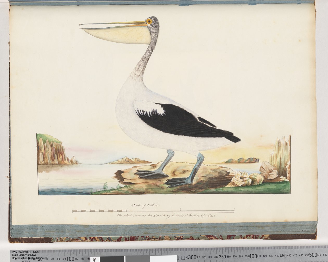 Side 92. Australsk pelikan af Unknown artist
