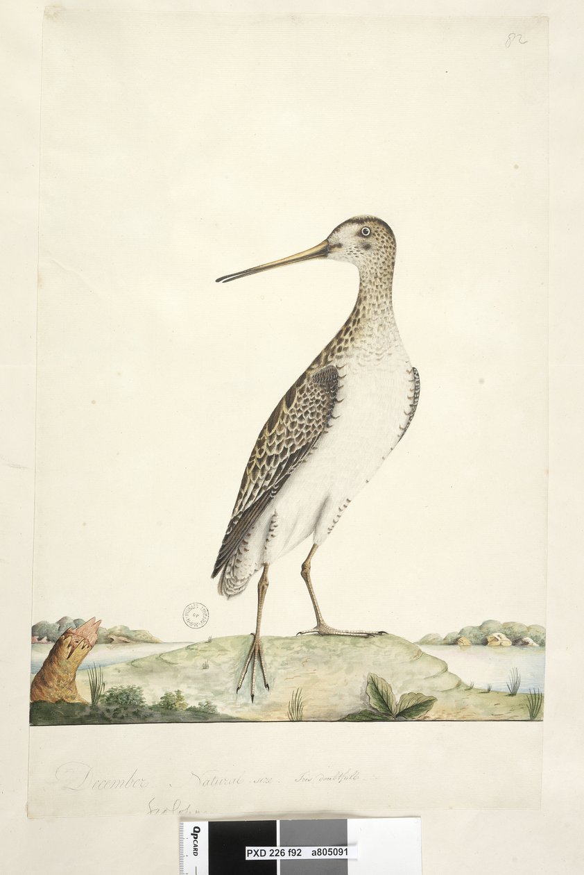 Side 92. Scolopax. ovenstående titel i anden hånd december. Naturlig størrelse, tvivlsom iris Japansk Snipe Gallinago hardwickii, 1791-92 af Unknown artist