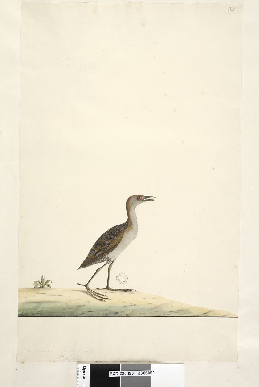 Side 93. Rallus. ovenstående titel i anden hånd august. Naturlig størrelse Marsh Crake Porzana pusilla, 1791-92 af Unknown artist