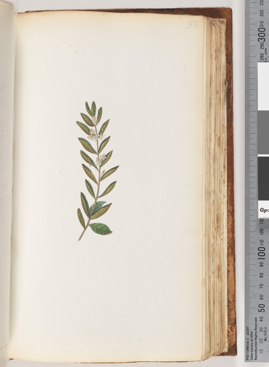 Side 93. Uidentificeret plante af Unknown artist