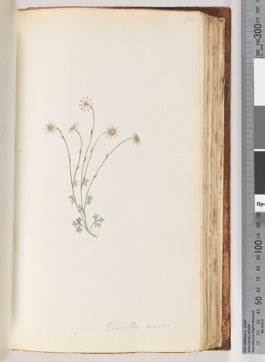 Page 94. Eriocalia minordani af Unknown artist
