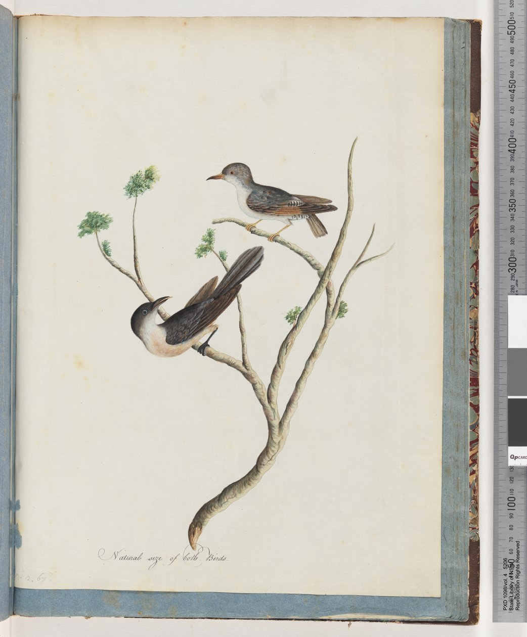 Page 94. Unidentified birdsdani af Unknown artist