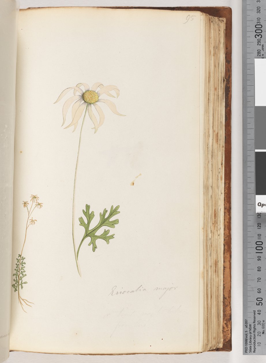 Side 95. Eriocalia major af Unknown artist