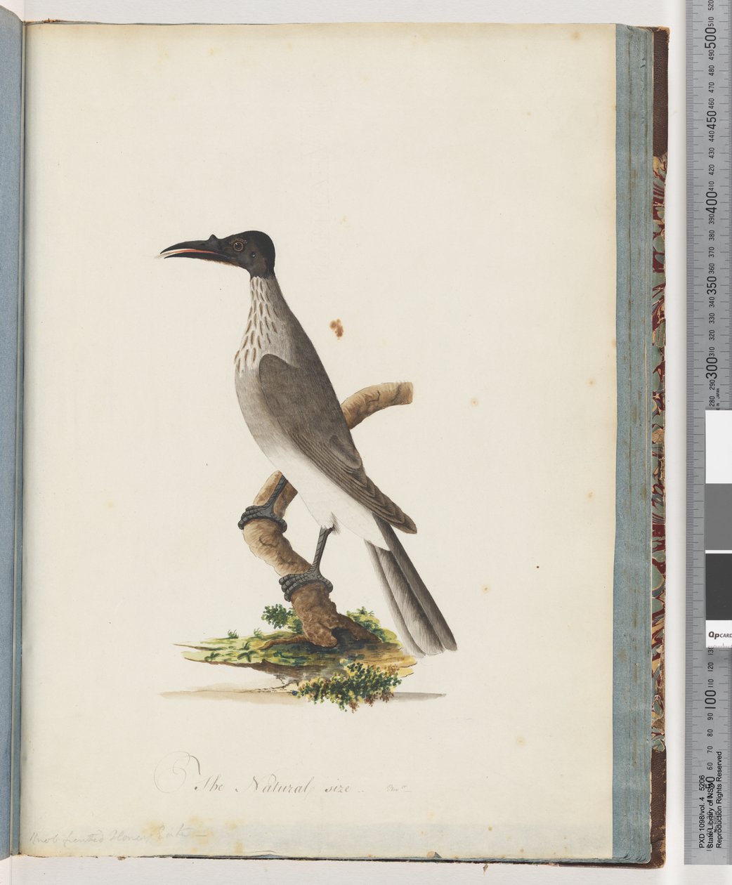 Side 95. Støjende Friarbird. Honeyeater med knopfront af Unknown artist