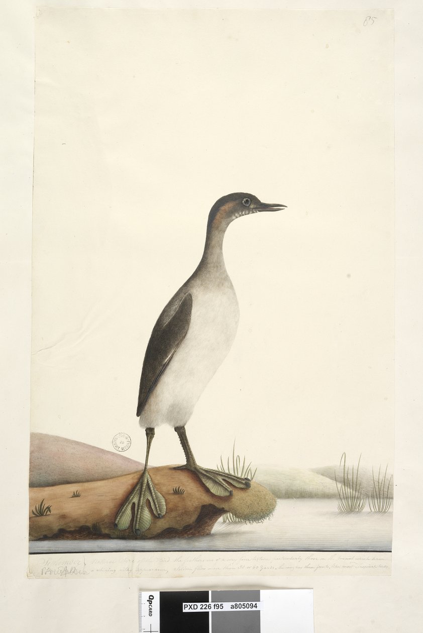 Side 95. Podicepha. langs nederste kant i anden hånd september. Fuglens naturlige størrelse, fjerene har en meget fin tekstur, især dem på brystet, som har et skinnende silkeagtigt udseende, flyver sjældent mere end 50 eller 60 yards. Vingen har af Unknown artist