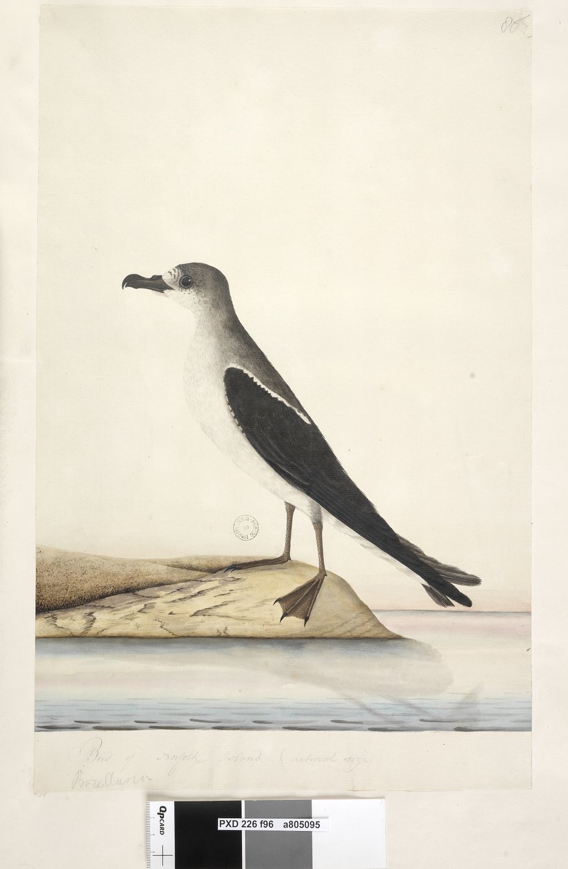 Side 96. Bird of Norfolk Island af Unknown artist