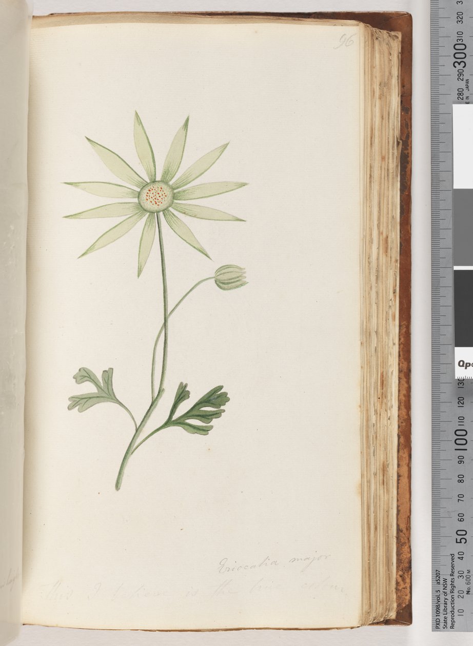 Side 96. Eriocalia major. Dette tror jeg er den sande farve af Unknown artist