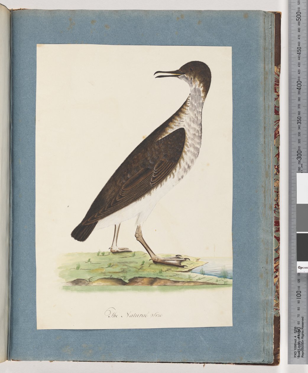 Page 96. Unidentified Birddani af Unknown artist