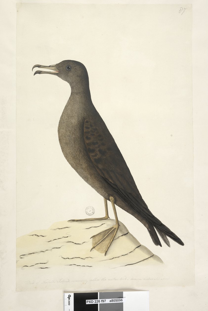 Side 97. Bird of Norfolk Island almindeligvis kaldet fårekødsfuglen, tegnet kile i naturlig størrelse, Tailed Shearwater Puffinus Pacificus, 1791-92 af Unknown artist