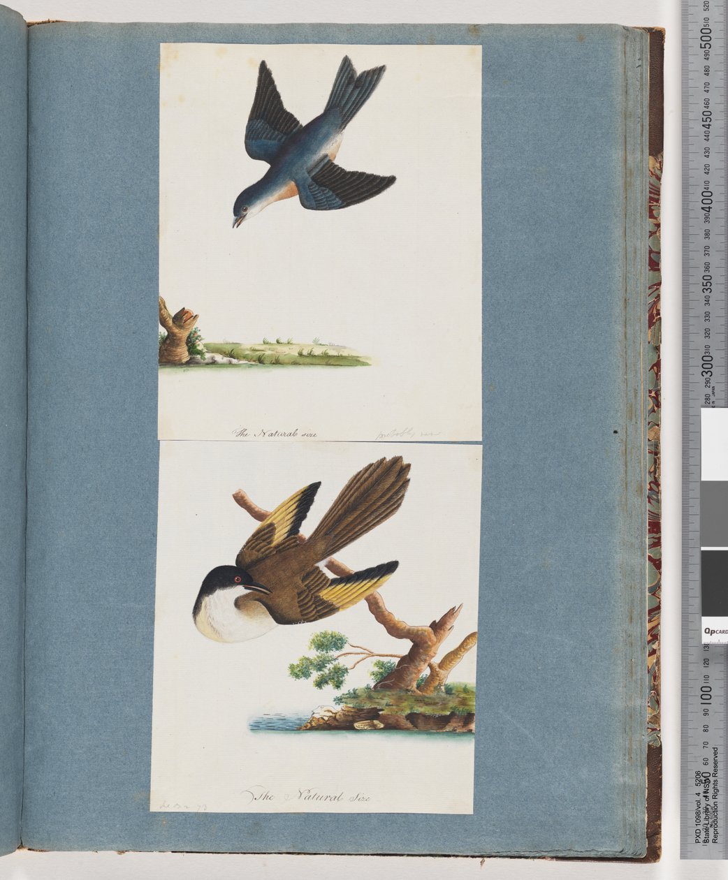 Page 97. Unidentified Birdsdani af Unknown artist