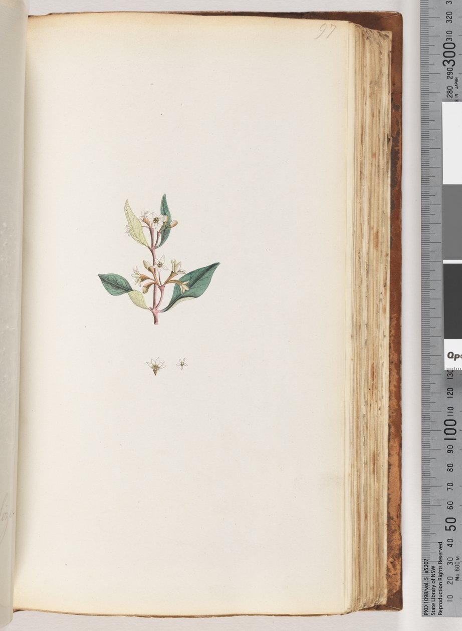 Side 97. Uidentificeret plante af Unknown artist