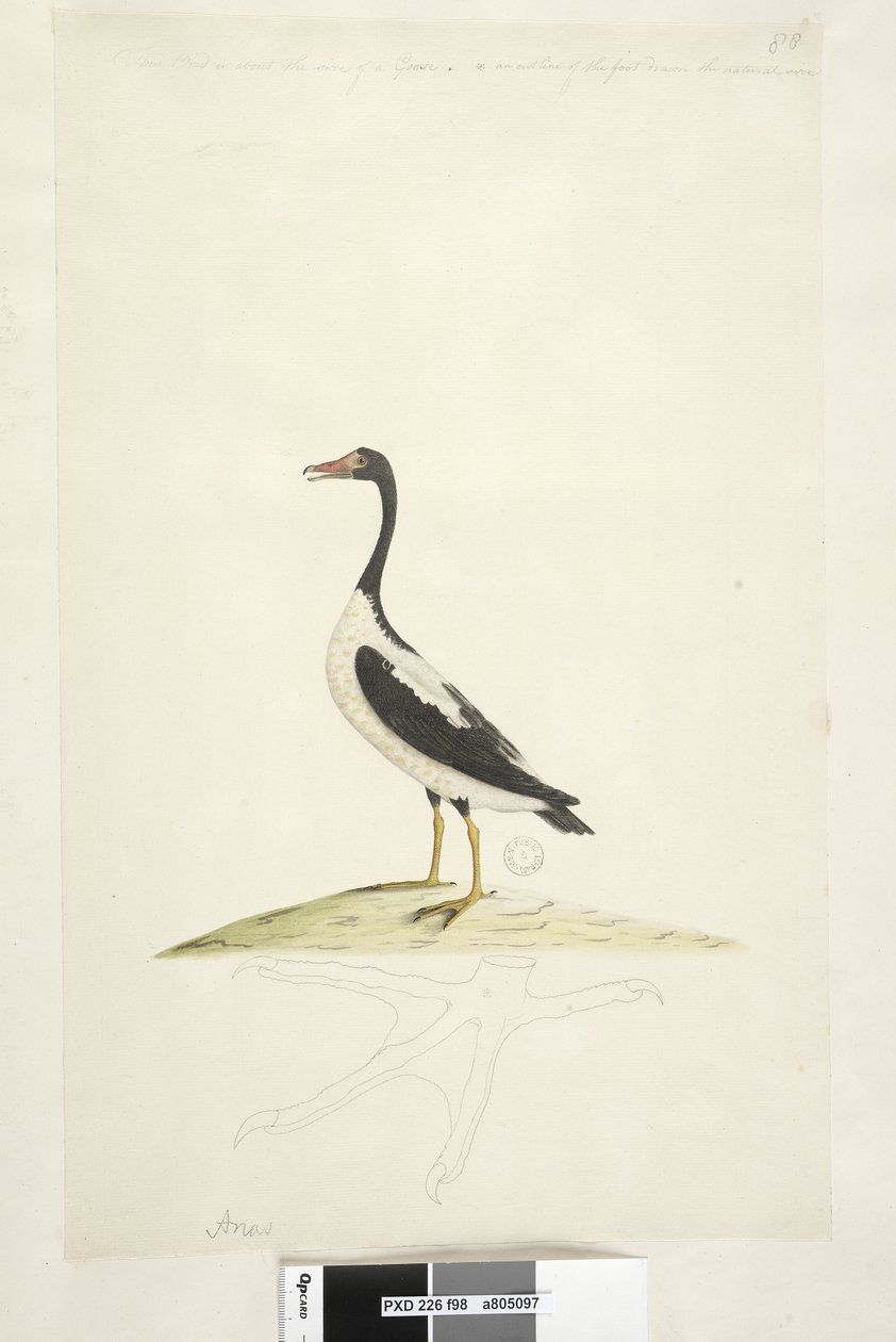 Side 98. Anas. langs overkanten i anden hånd Denne fugl er på størrelse med en gås. Nedenfor er et omrids af foden tegnet i naturlig størrelse Pied Goose Anseranas semipalmata, 1791-92 af Unknown artist