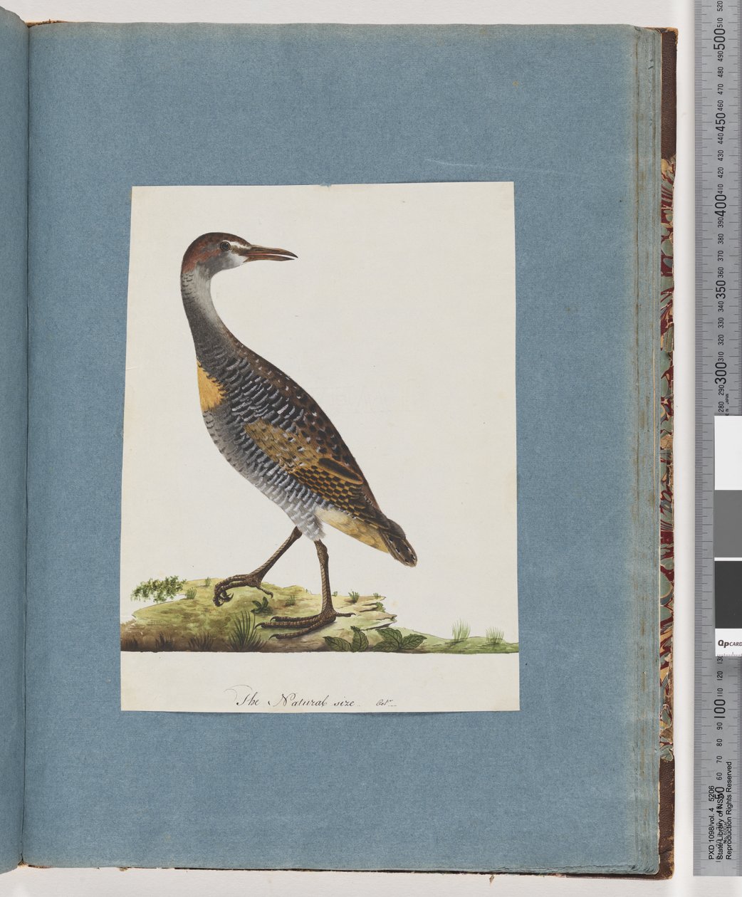 Side 99. Buff-banded Rail af Unknown artist