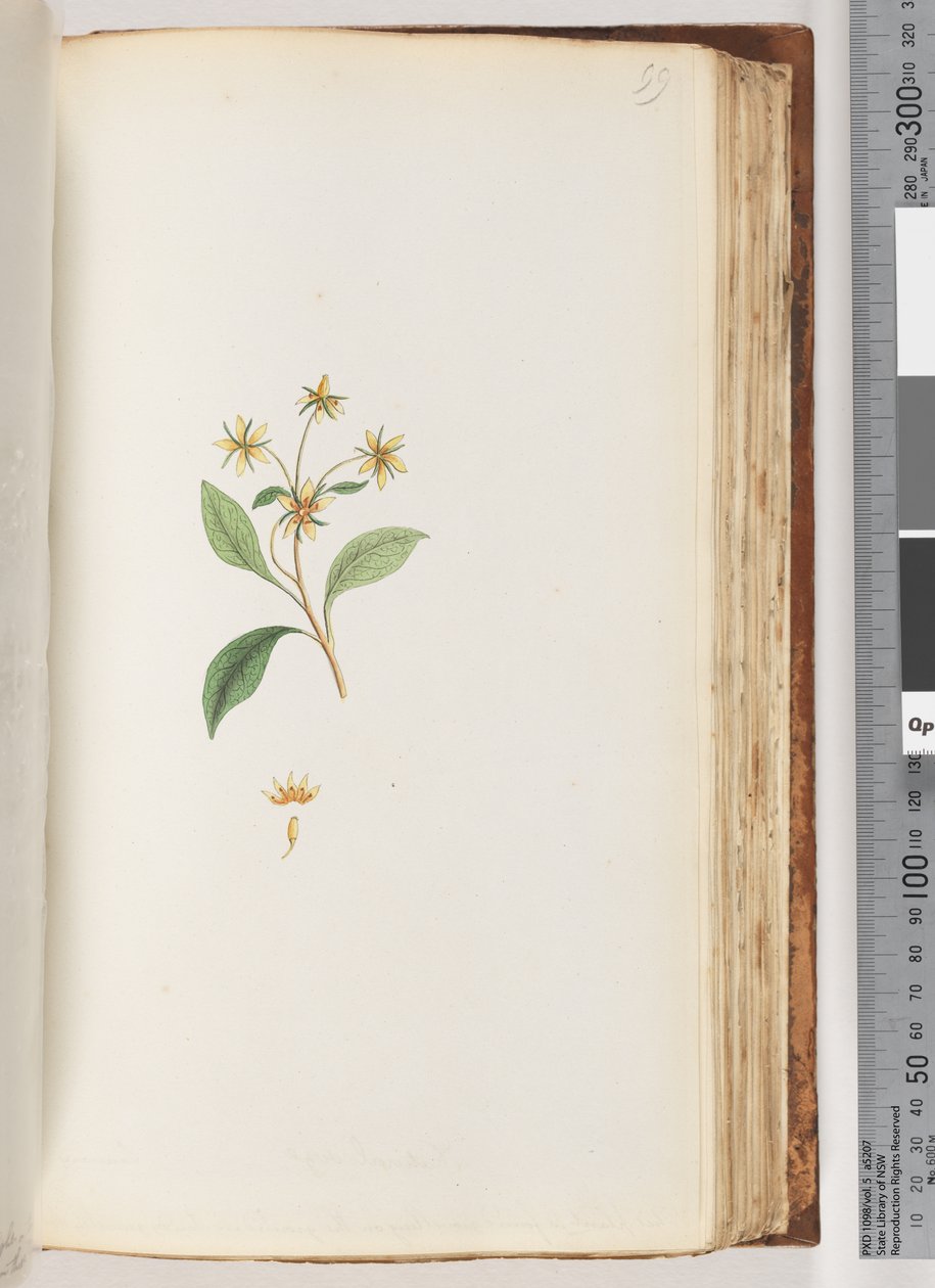 Side 99. Uidentificeret plante af Unknown artist