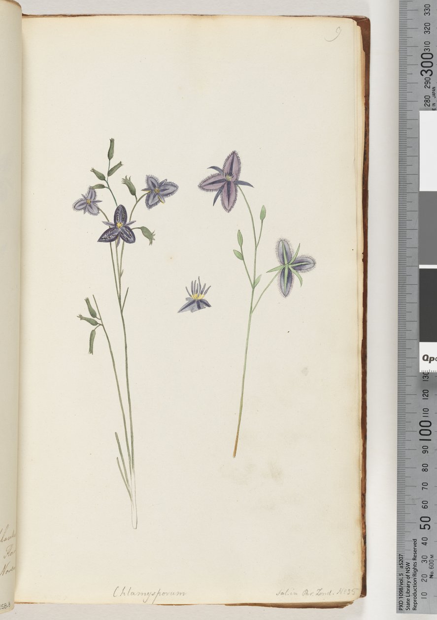 Side 9. Chlamysporum Sal. i Par Lond. nr. 35 af Unknown artist
