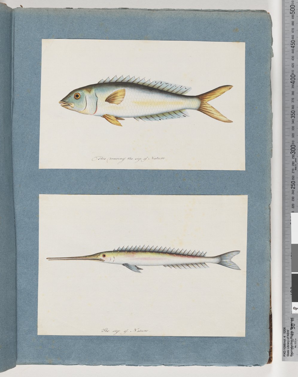 Side 9. Uidentificeret fisk. 10. Uidentificeret fisk af Unknown artist