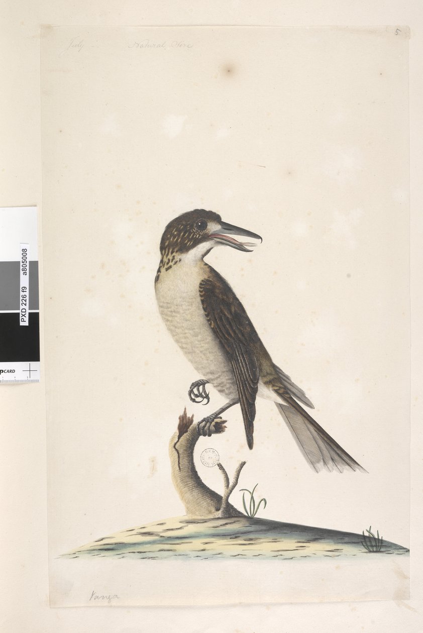 Side 9. Vanga. øverst til venstre i anden hånd juli, naturlig størrelse Grå slagterfugl Cracticus torquatus hun, 1791-92 af Unknown artist
