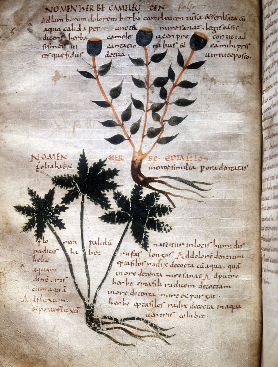 Side af Apuleius