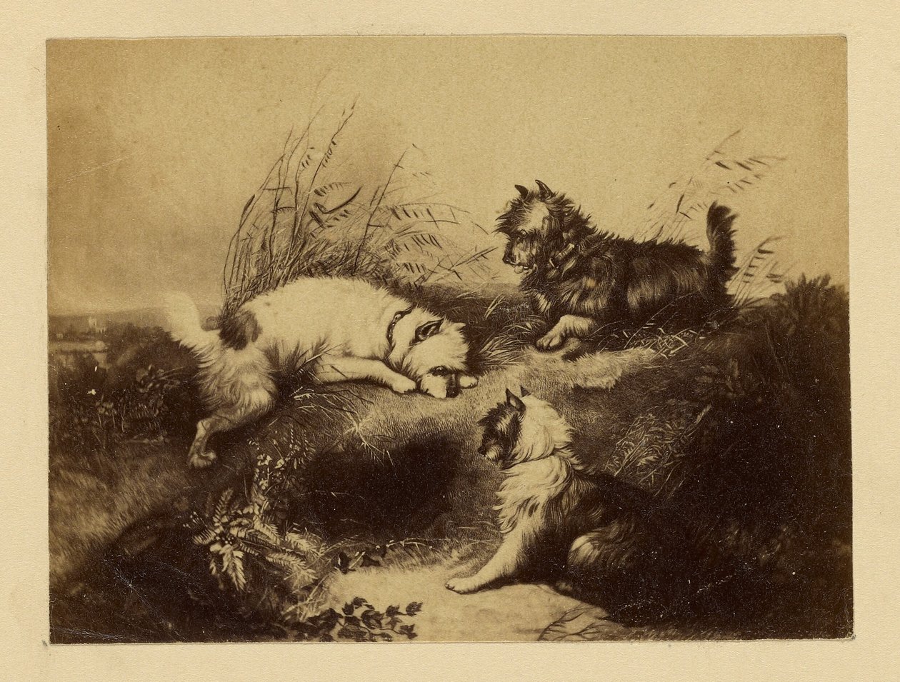 [Maleri af hunde af Charles Tomkins]. af Unknown artist