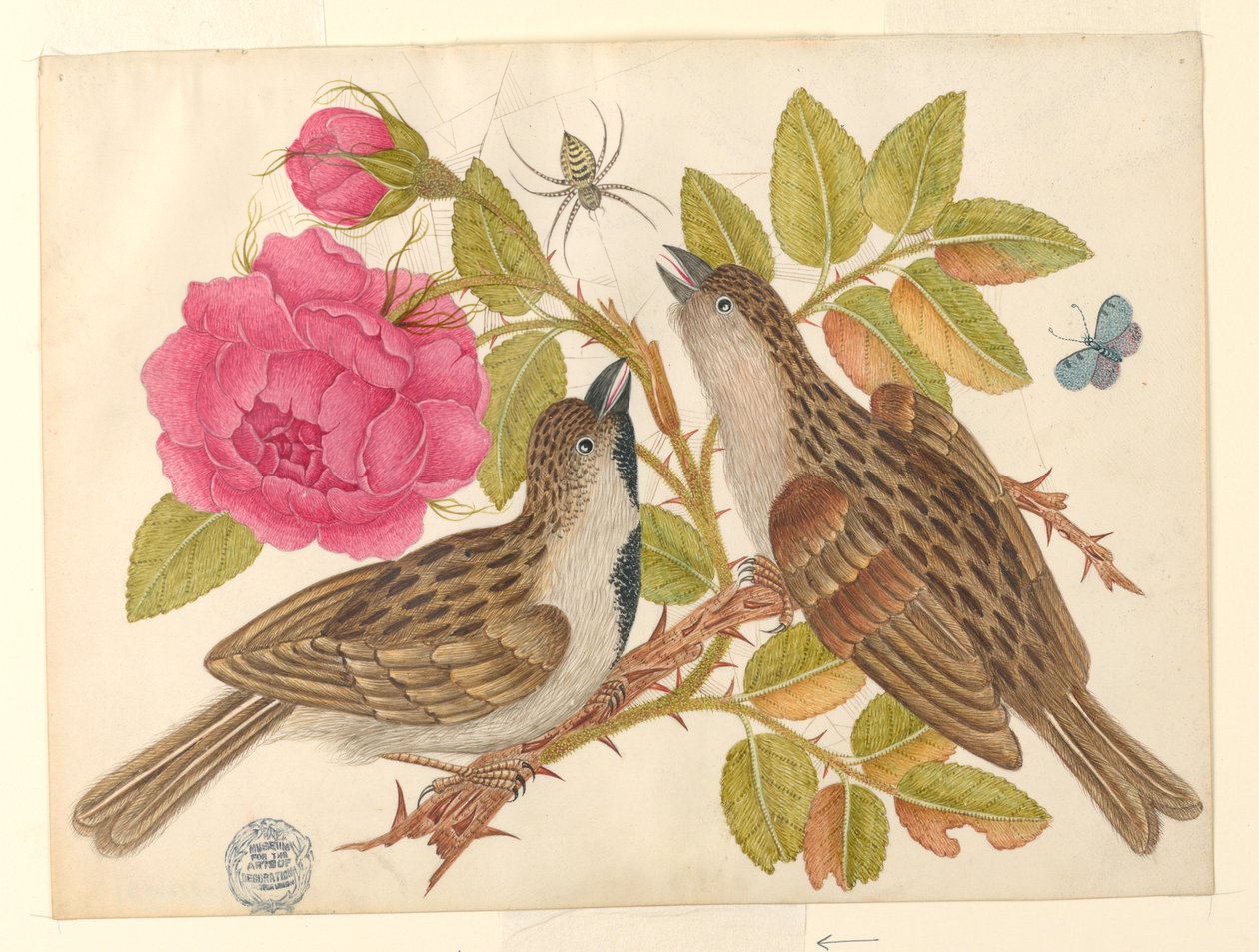 Par brune fugle på rosenstilk med sommerfugl og edderkop af Unknown artist