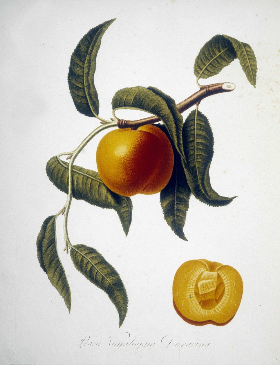 Pesca Vagaloggia Duracina (fiskeri- og fiskegren). 1800-tallets herbarium. af Unknown artist
