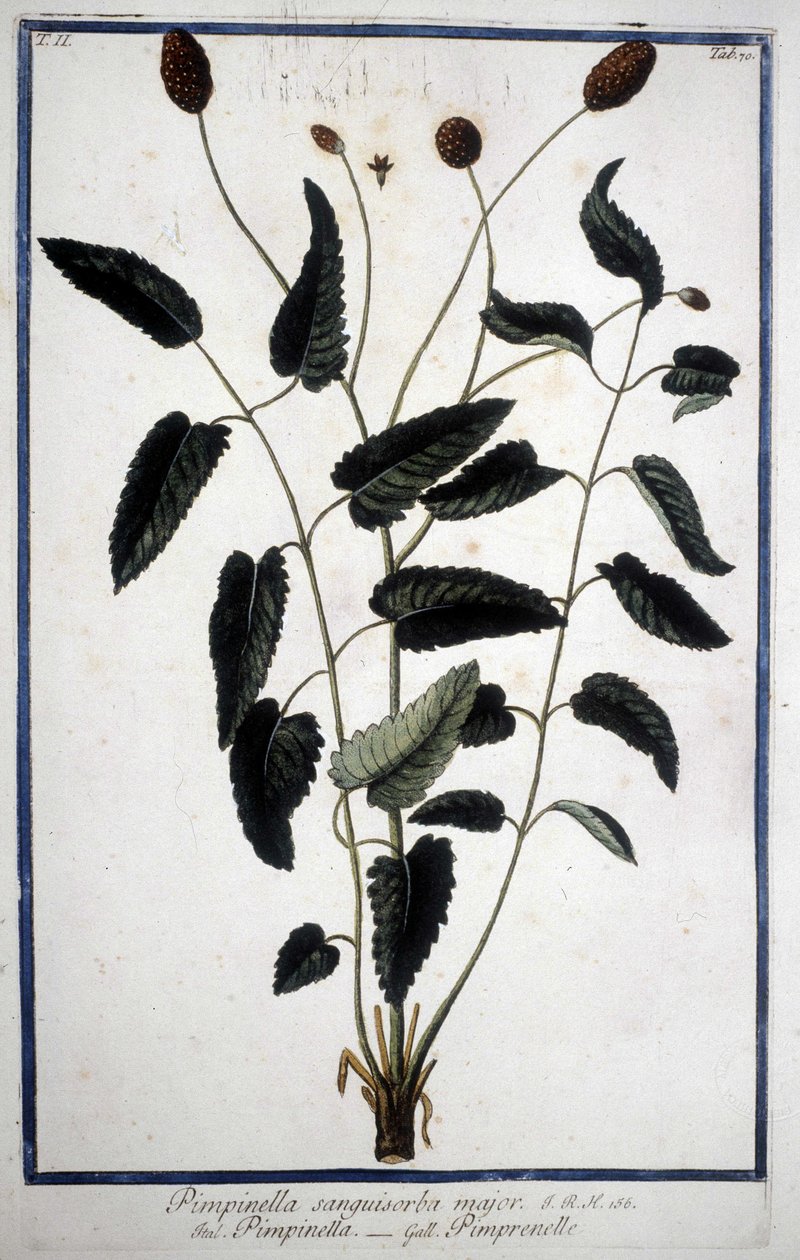 Pimprenelle: Pimpinella Sanguisorba major. af Unknown artist