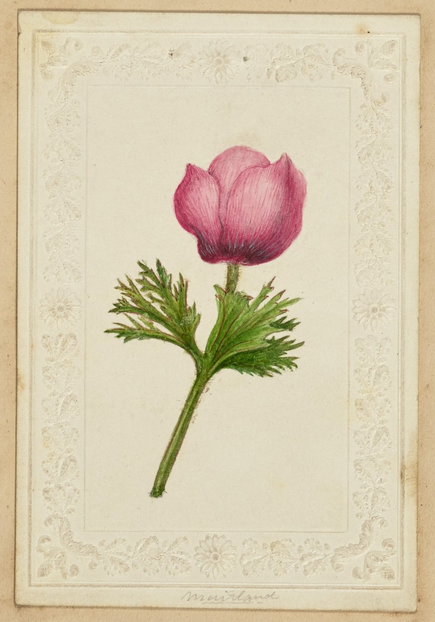 [Pink flower note card] af Unknown artist