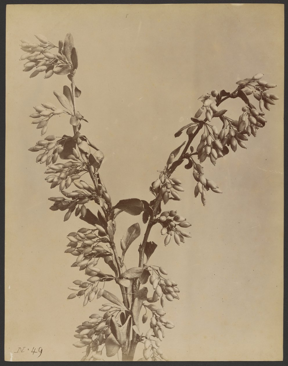 [Plante med klynger af bælge]. af Unknown artist