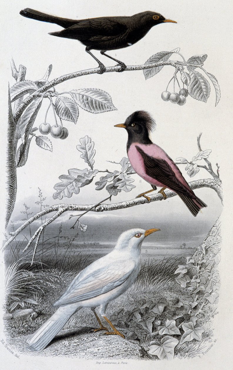 Naturhistorisk plade: Solsort, hvid solsort og lyserød solsort - i “”Oeuvres de Buffon””, red. Furne Jouvet & cie, Paris af Unknown artist