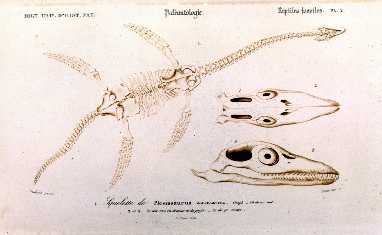 Plesiosaur fra Universal Dictionary of Natural History af Unknown artist