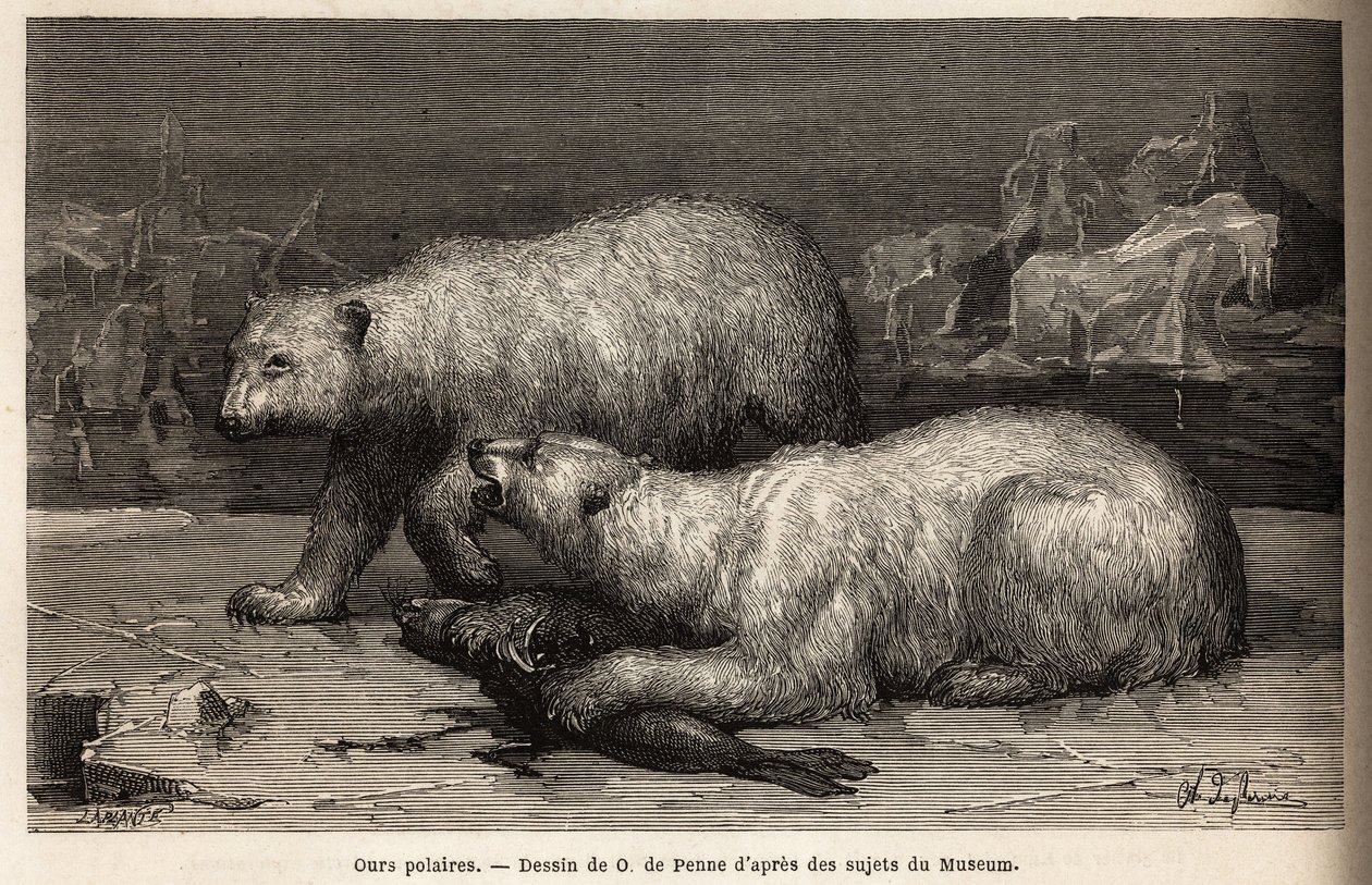 Isbjørne på isposen slår en sæl, de lige har fanget. Gravering til illustration af rejsen til det frie hav af den arktiske pol, af Doctor Hayes, kirurg fra den amerikanske flåde, i 1860-1862, offentliggjort i "Le tour du monde, nouveau journal des voyag af Unknown artist