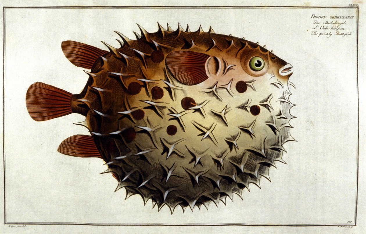 Pindsvinsfisk efter Marc Elieser Bloch Ichtyologie Paris - Berlin - London 1787. af Unknown artist