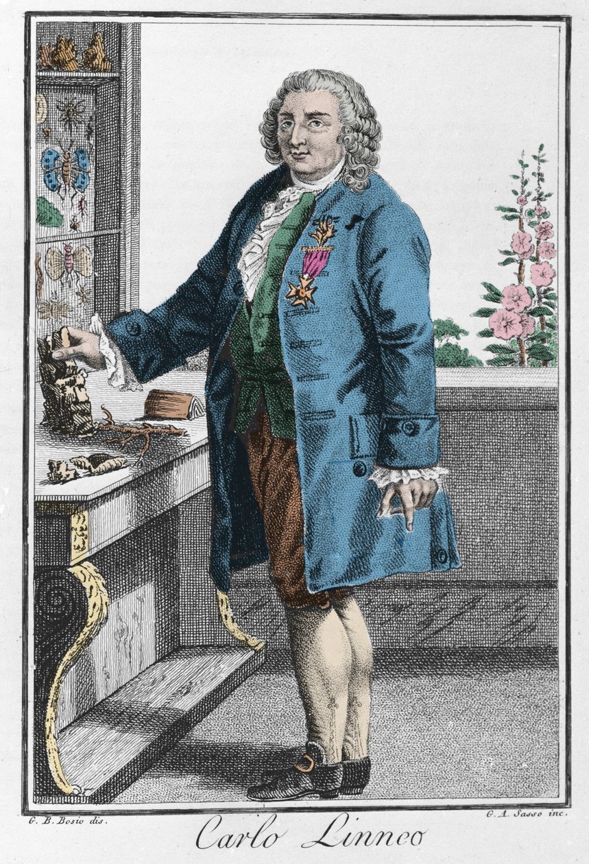 Portræt af Charles Linne (Carl von Linne, Linneus af Unknown artist
