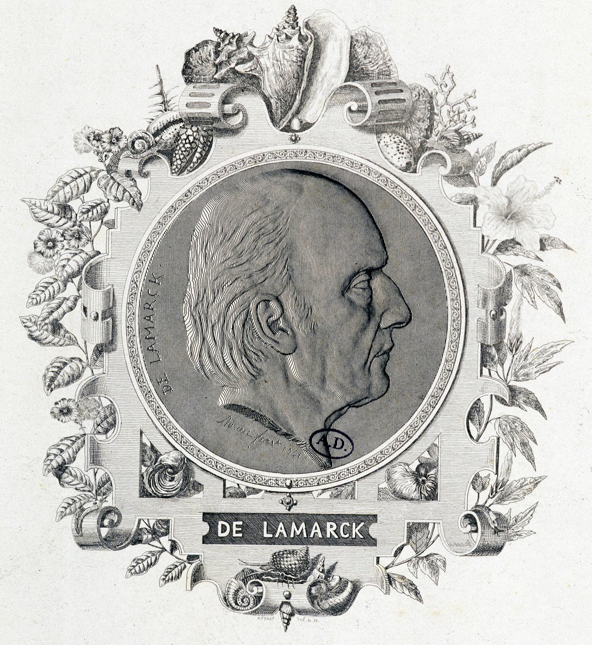 Portræt af Jean Baptiste Lamarck - gravering af Unknown artist