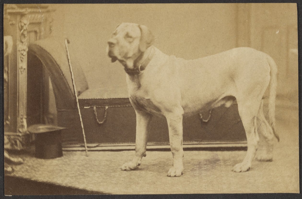 [Portræt af en hund] af Unknown artist