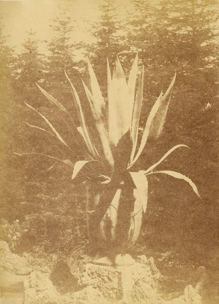 [Potteplante] af Unknown artist