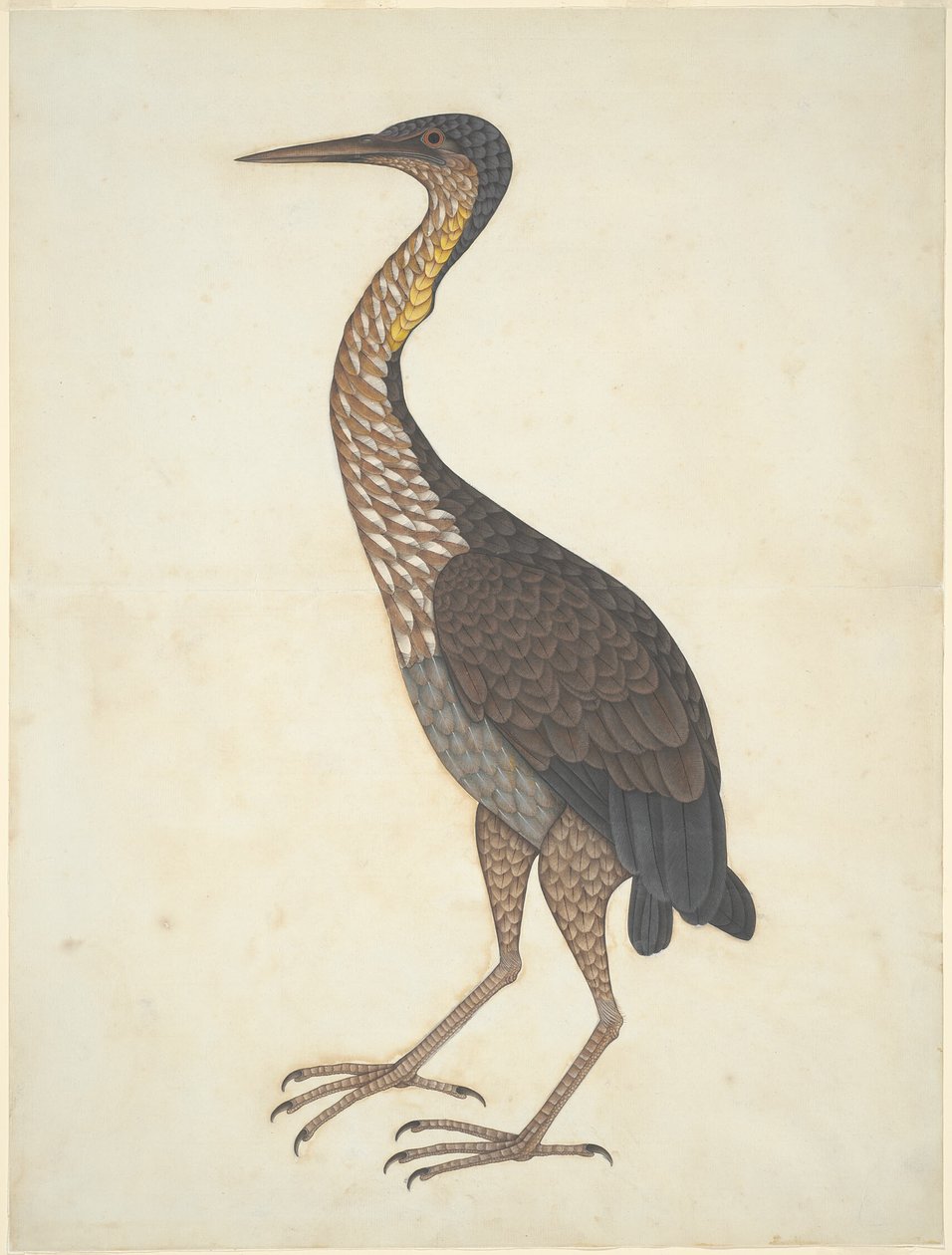 Purpurhejre (Ardea purpurea) af Unknown artist
