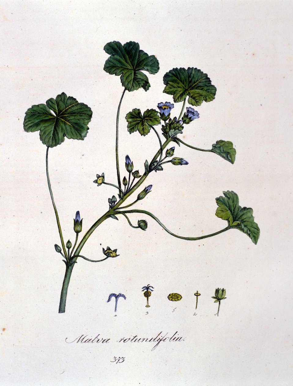Lilla: urt, hvis infusion har beroligende virkning. af Unknown artist