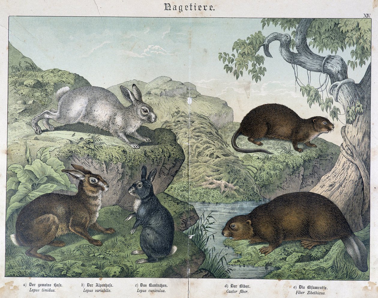 Kanin, bæver - i "" Natural History of Pattedyr", red. Schreiber af Unknown artist