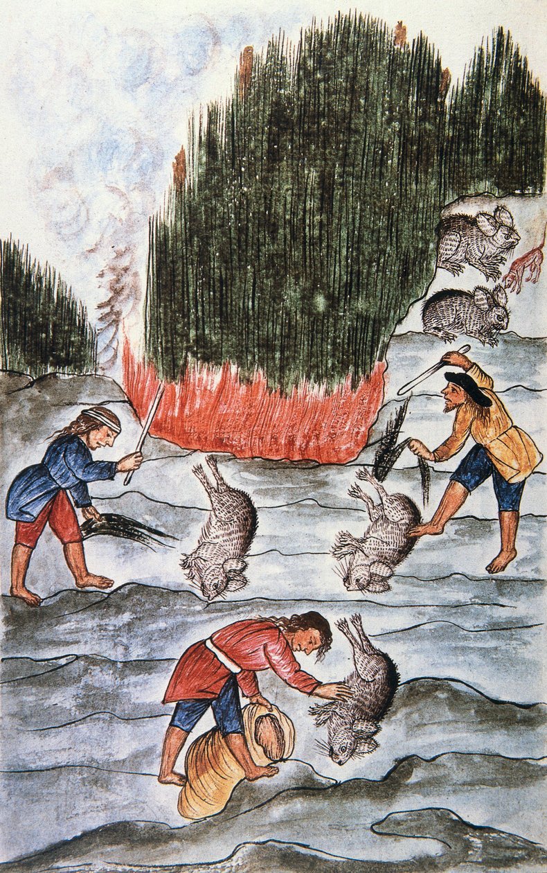 Kaninjagt, fra bogen "Trujillo of Peru" eller "Codex Martinez Companion", af Baltazar Martinez Companion og Bujanda, biskop af Trujillo (1782-1785) af Unknown artist