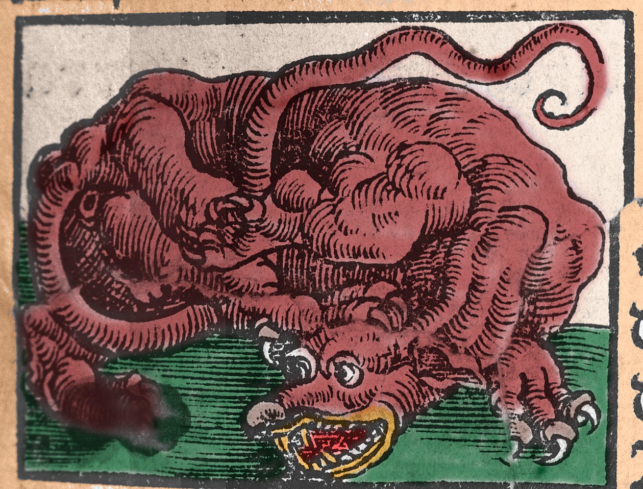 Repræsentation af en drage. Gravering fra "Den Ellen Strength Beste Fromen" af Johann Stumpff. 1550 af Unknown artist