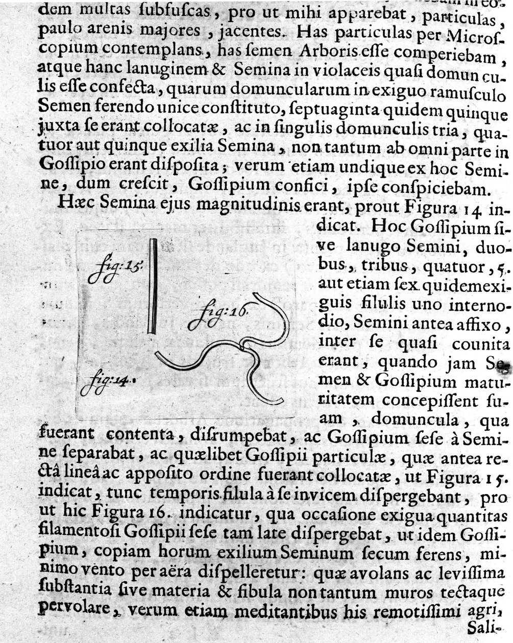 Repræsentation af et frø af et frugttræ Beskrivelse lavet af den hollandske handelsmand og videnskabsmand Antoine van Leeuwenhoek (eller Leeuvenhoek Leeuwenhoeck) (eller Antoni eller Anthonie) (1632-1723). Indgravering fra "Investigatio Arcanorum" 1722 af Unknown artist
