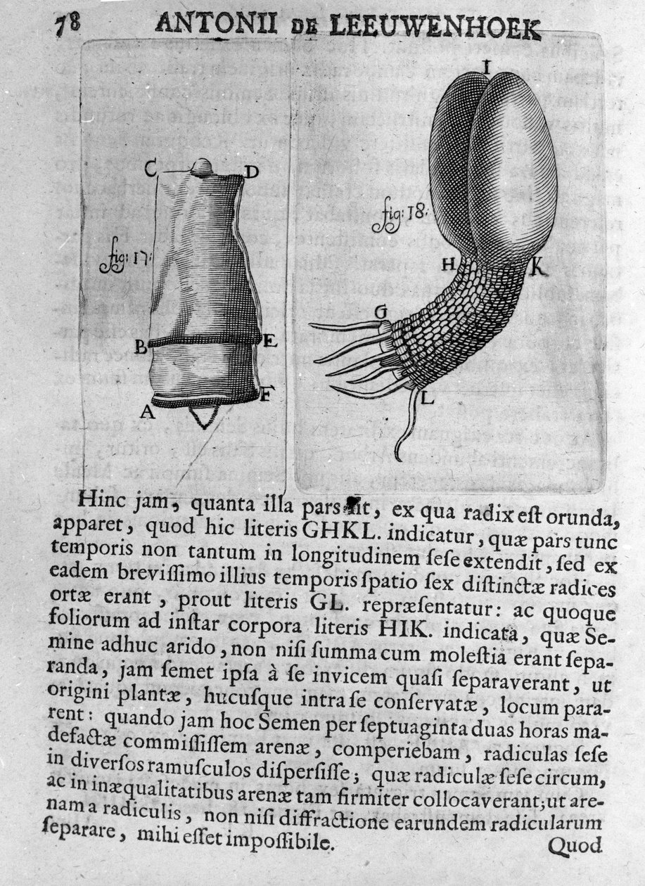 Repræsentation af et frø af et frugttræ Studie af den hollandske handelsmand og naturforsker Antoine van Leeuwenhoek (eller Leeuvenhoek eller Leeuwenhoeck) (eller Antoni eller Anthonie) (1632-1723) Gravering fra "Invetigatio Arcanorum" 1722. af Unknown artist