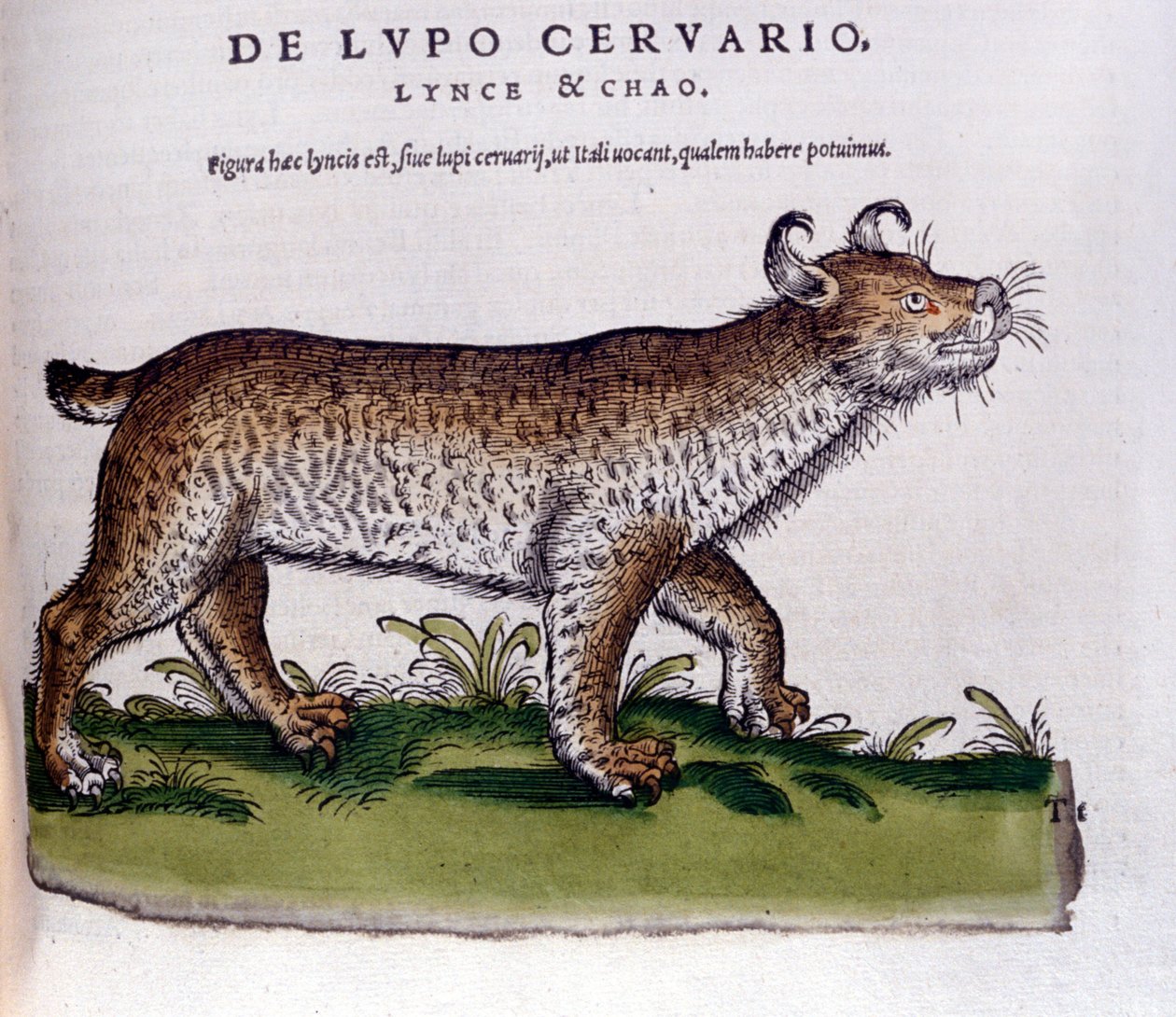 Repræsentation af en los (ulv - hjort) - Historia Animalium de Conrad Gesner (1516 - 1565), Tiguri af Unknown artist