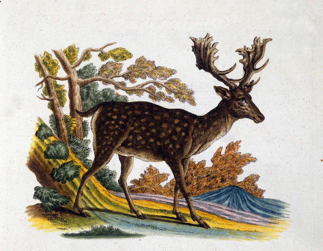 Repræsentation af et rensdyr. 1700-tals gravering af Unknown artist