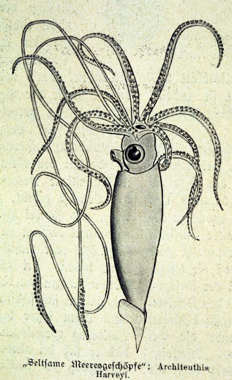 Repræsentation af en Architeuthis Harveyi, kæmpe blæksprutte. af Unknown artist
