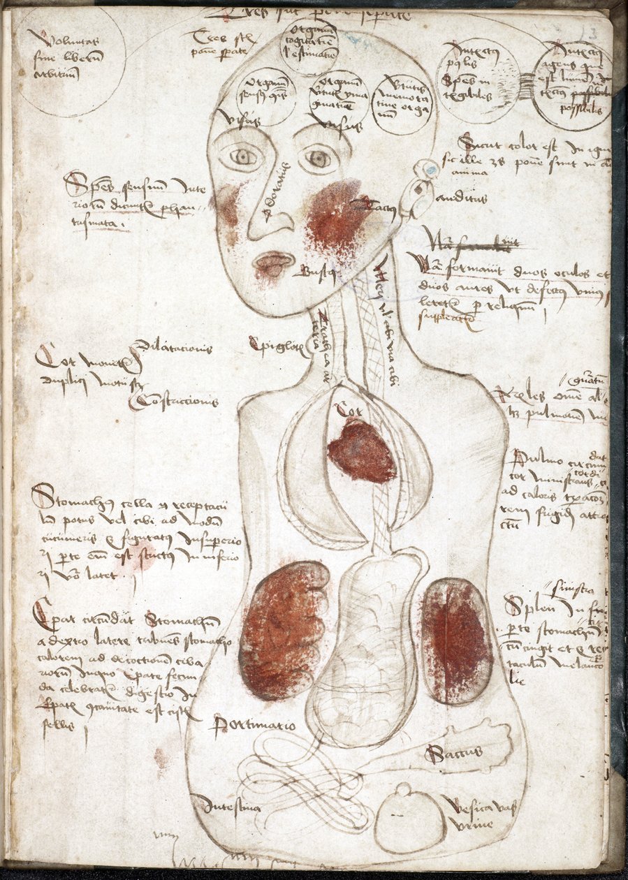 Repræsentation af en aristotelisk bevidsthedsteori (Fra: De corpore et anima) - Anonym - 1497 - Akvarel på pergament - 22x15,8 - John Rylands Universitetsbibliotek af Unknown artist