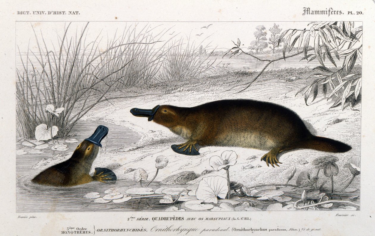 Repræsentation af en Ornithorynch (Ornithorhynchus paradoxus, Blum.). gravering fra "Universal Dictionary of Natural History"" af C. D